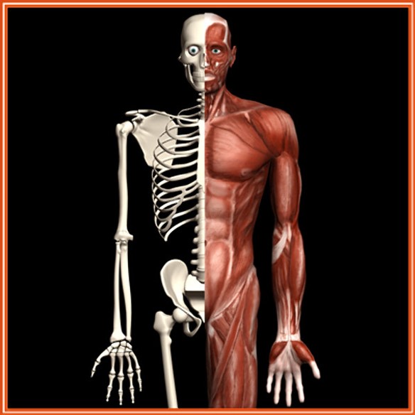 anatomical drawing of human showing skeleton and muscles