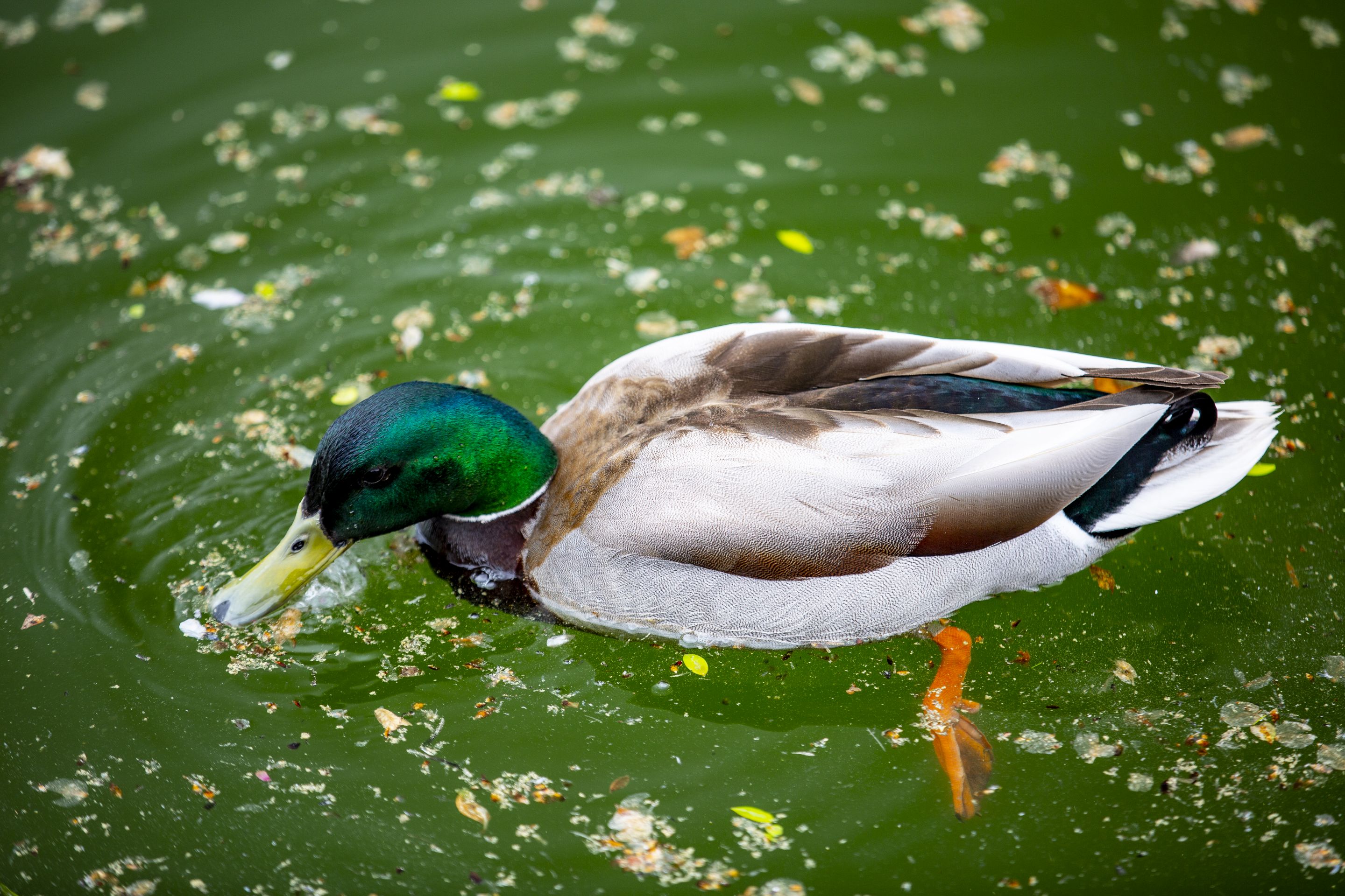 duck in water