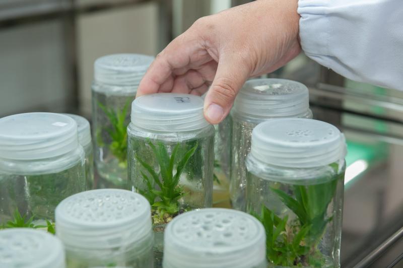 researcher handling a plant speciment in a plant laboratory