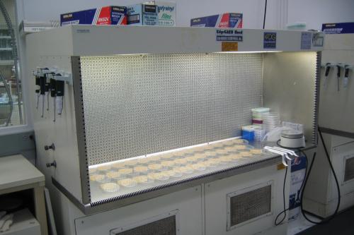 picture of a laminar flow hood with petri dishes inside